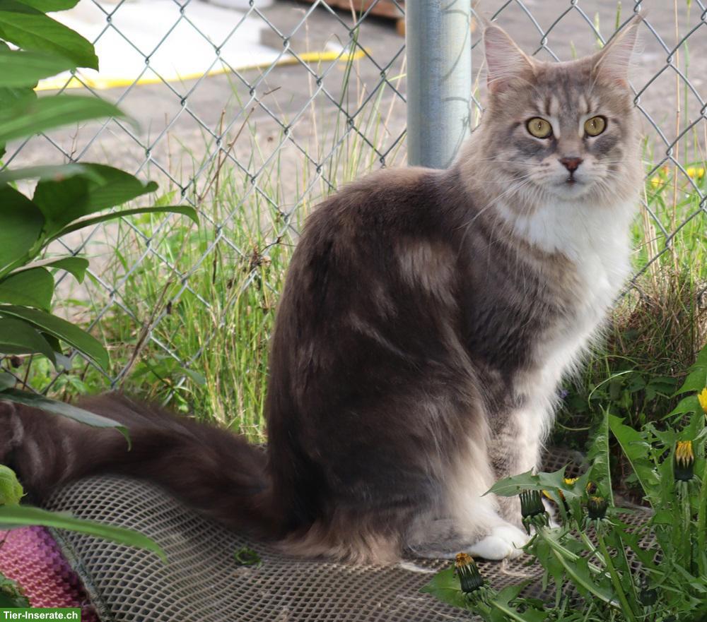 Bild 3: Traumhafte Maine Coon Katzen suchen neues Zuhause