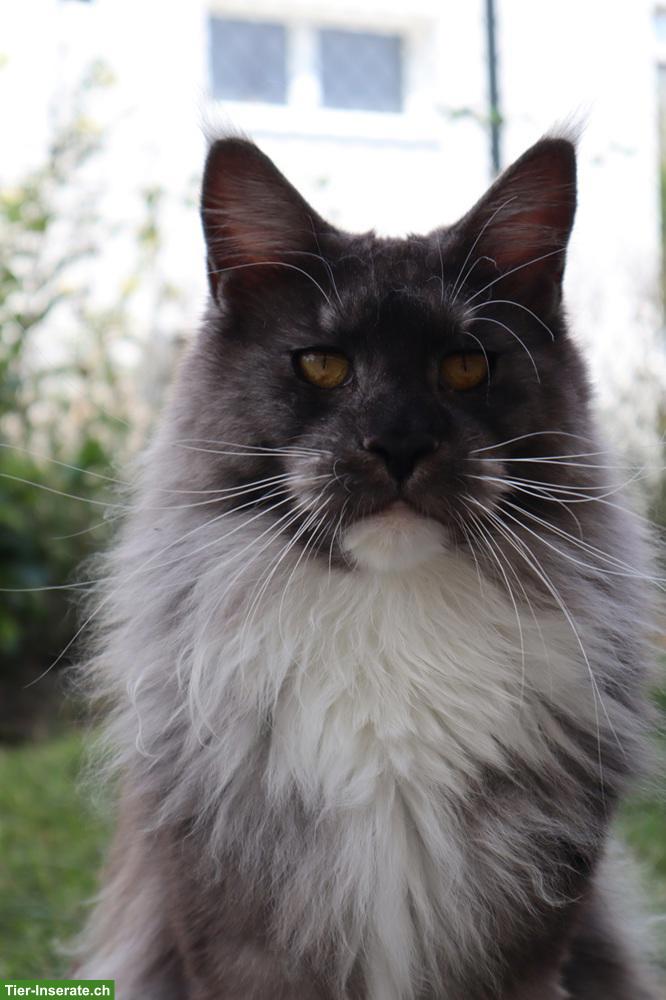 Bild 4: Traumhafte Maine Coon Katzen suchen neues Zuhause