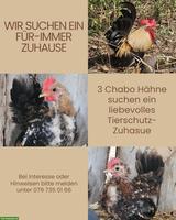 3 Chabo Hähne suchen ein Für-immer-Zuhause