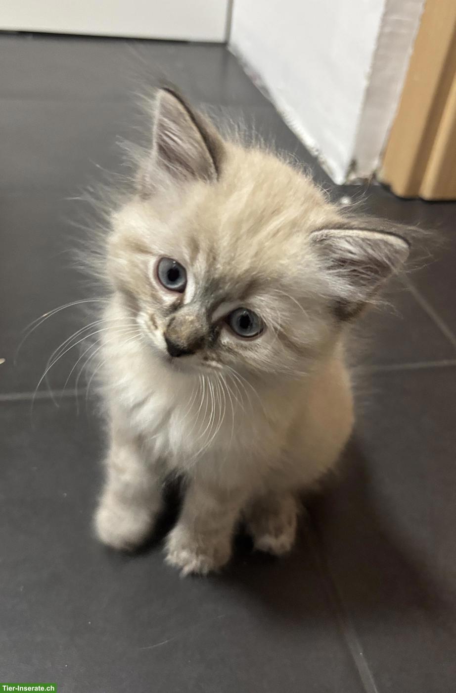 Sibirische Kitten (Kater) suchen Zuhause mit Freilauf