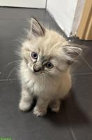 Sibirische Kitten (Kater) suchen Zuhause mit Freilauf