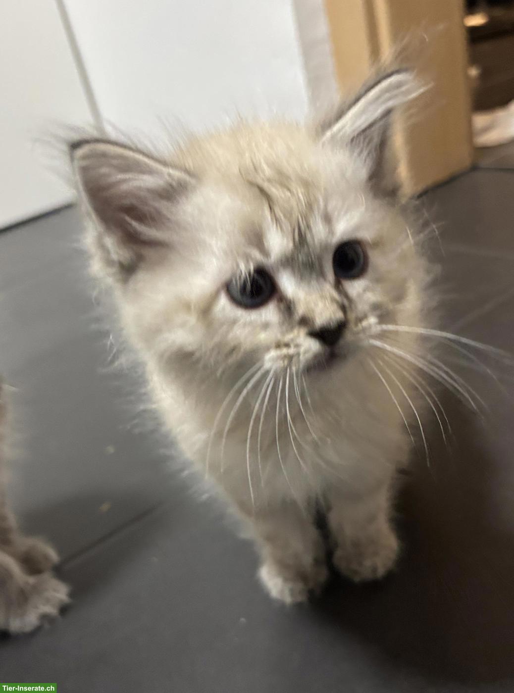 Bild 2: Sibirische Kitten (Kater) suchen Zuhause mit Freilauf