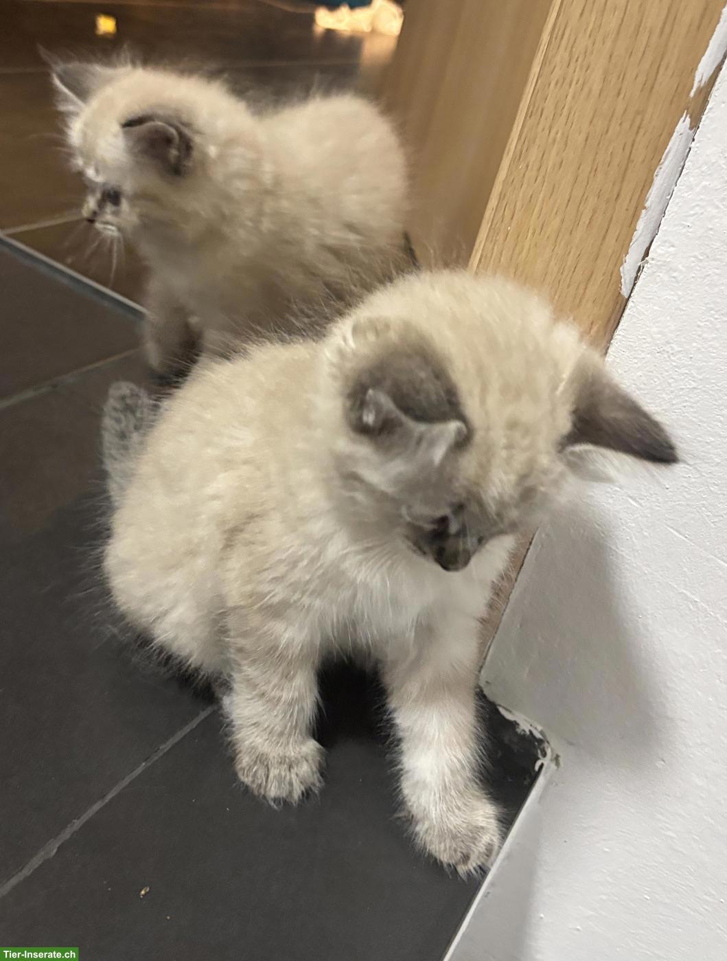 Bild 3: Sibirische Kitten (Kater) suchen Zuhause mit Freilauf