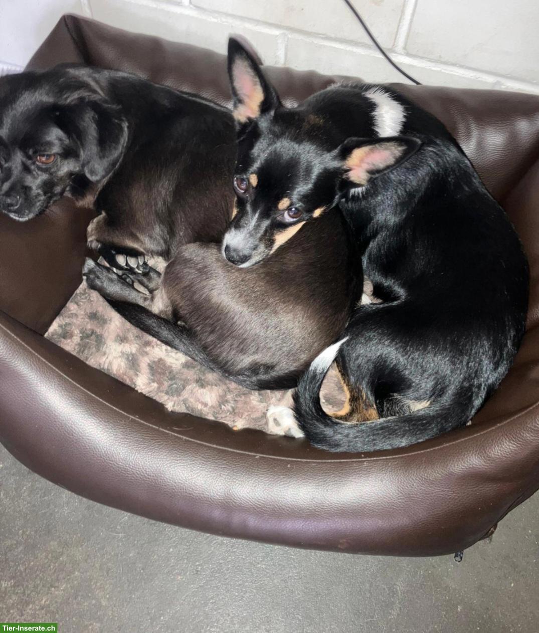 Bild 4: Wunderschöne Pinscher Mix Hündin, Beauty, 9 Monate