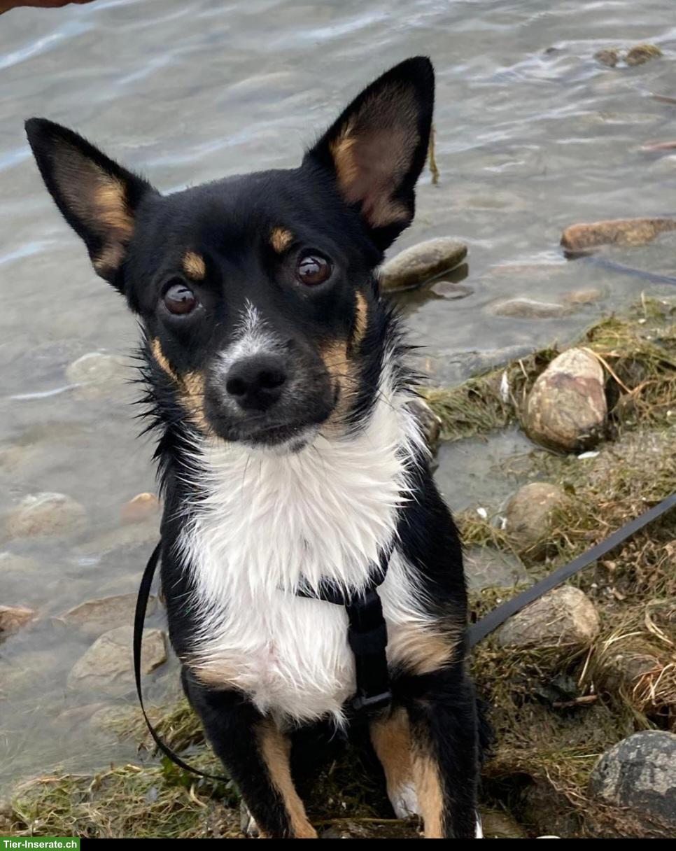 Bild 5: Wunderschöne Pinscher Mix Hündin, Beauty, 9 Monate
