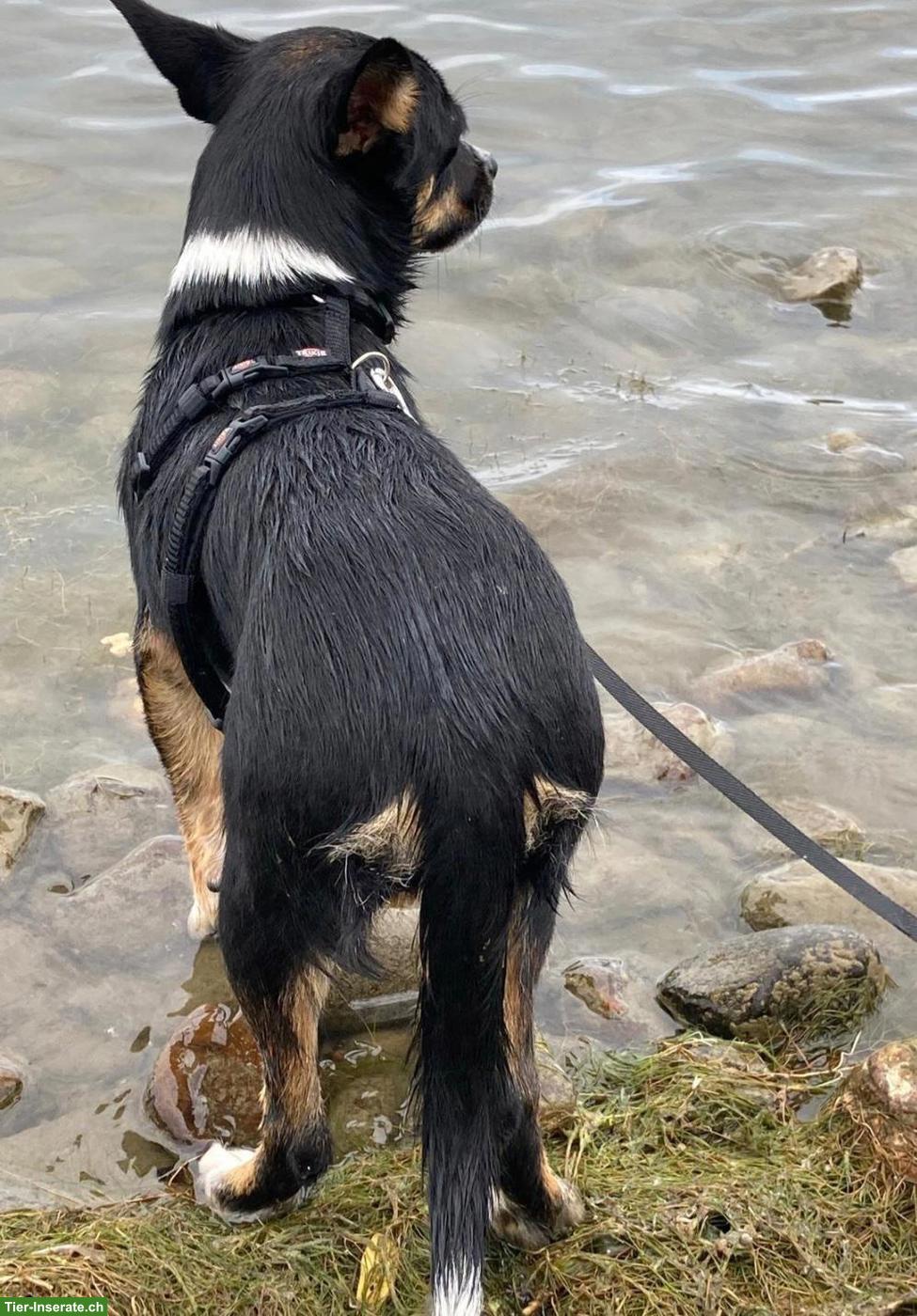 Bild 7: Wunderschöne Pinscher Mix Hündin, Beauty, 9 Monate