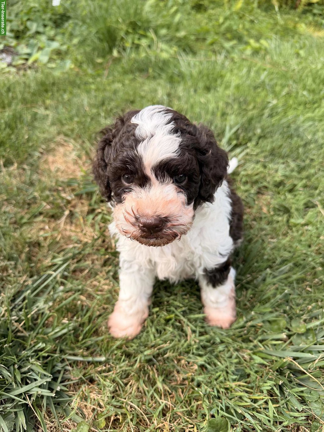 Reinrassige Lagotto Welpen in gute Hände