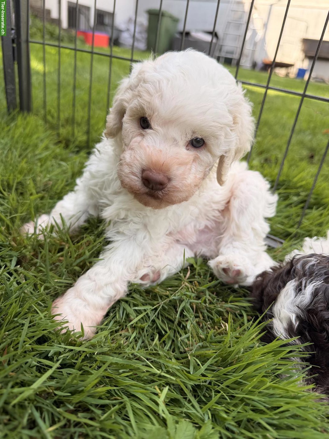 Bild 2: Reinrassige Lagotto Welpen in gute Hände