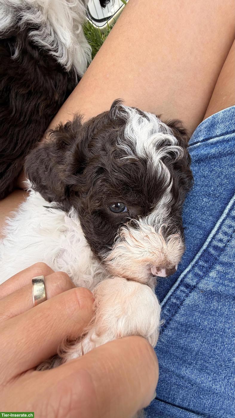 Bild 3: Reinrassige Lagotto Welpen in gute Hände
