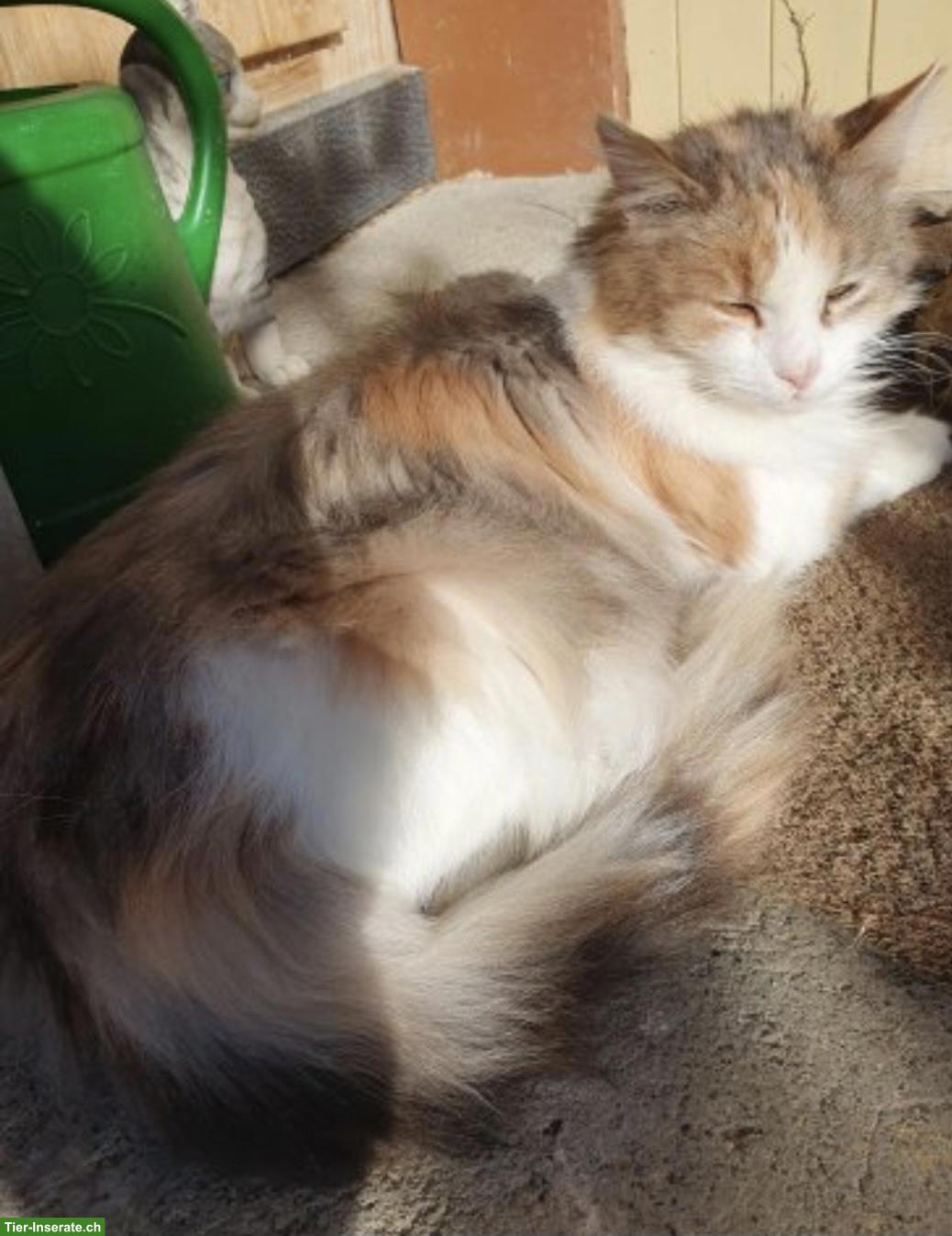 Bild 2: Langhaar Maine Coon Mix Kitten