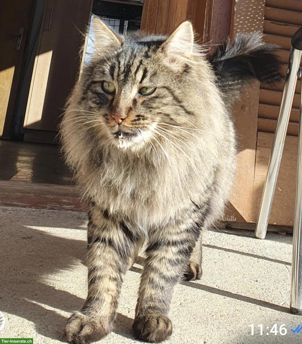 Bild 3: Langhaar Maine Coon Mix Kitten