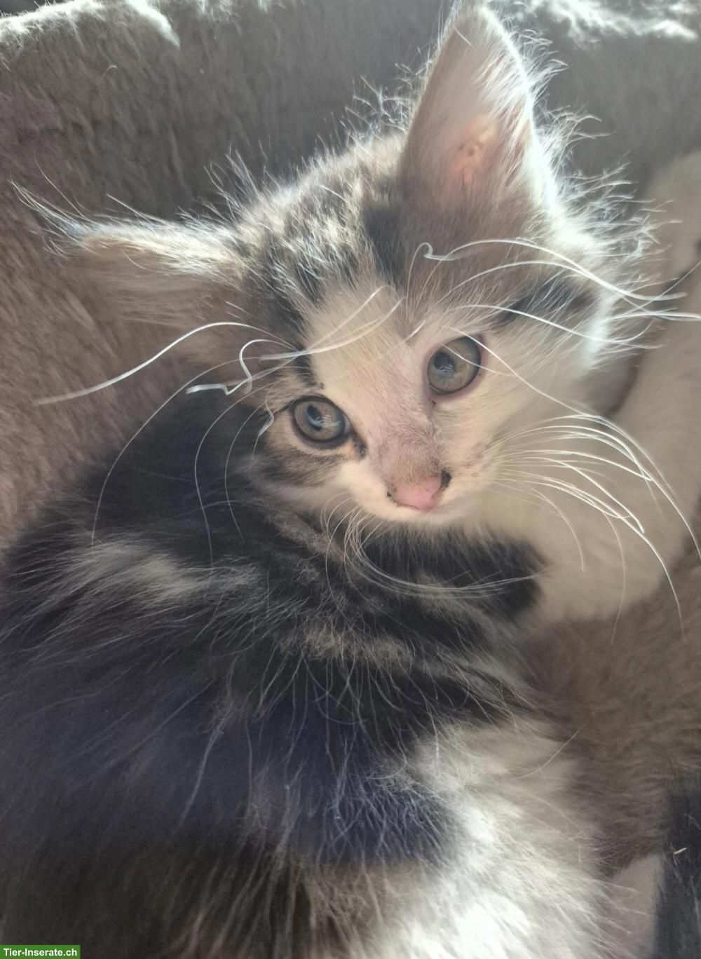 Bild 4: Langhaar Maine Coon Mix Kitten