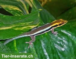 Junge Phelsuma klemmeri abzugeben