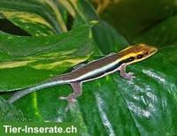 Junge Phelsuma klemmeri abzugeben