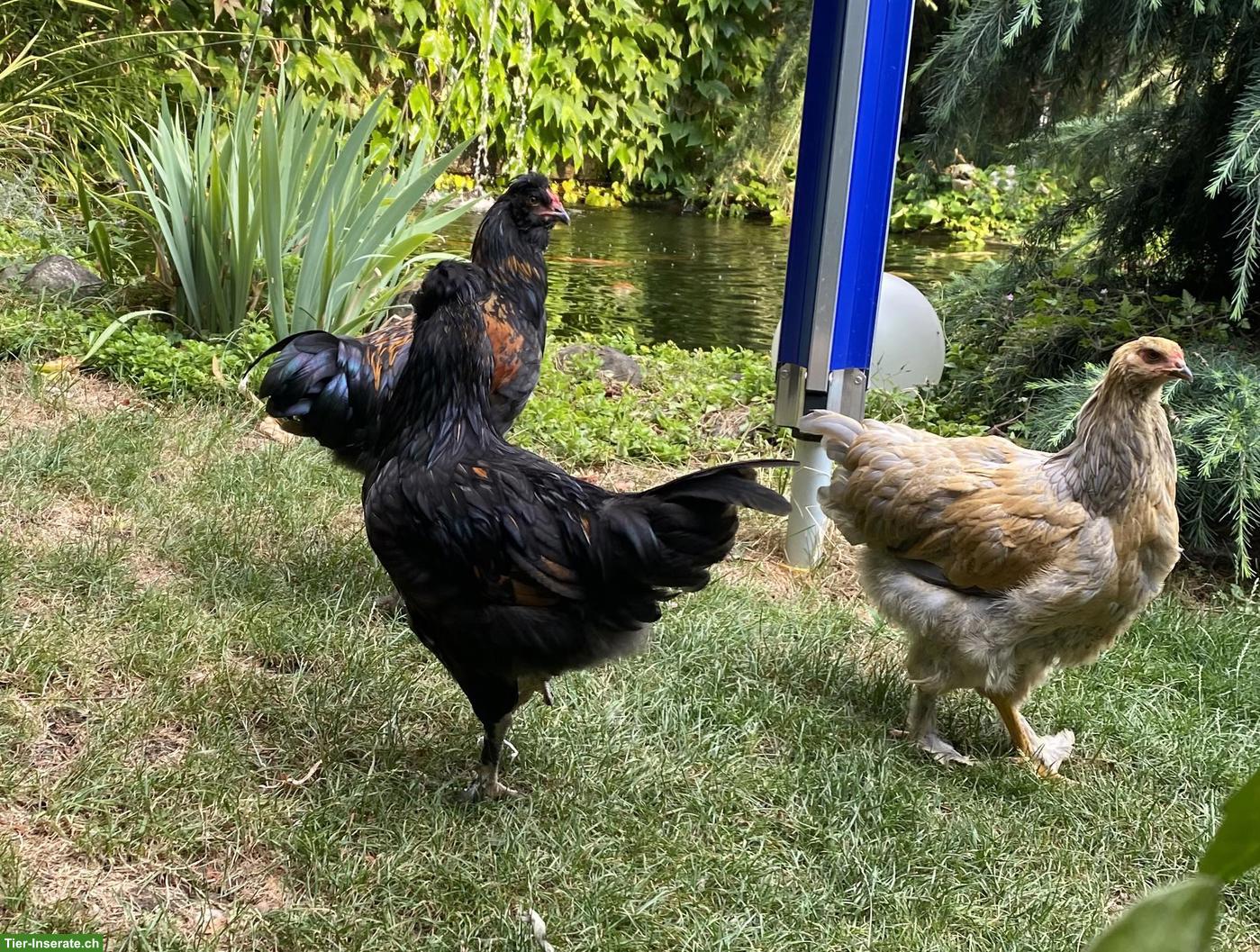 2 Hähne und 1 Henne, Brahma x Paduaner