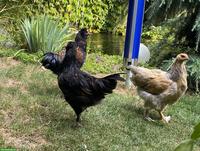 2 Hähne und 1 Henne, Brahma x Paduaner