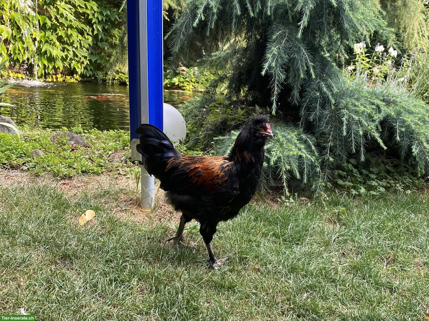Bild 2: 2 Hähne und 1 Henne, Brahma x Paduaner