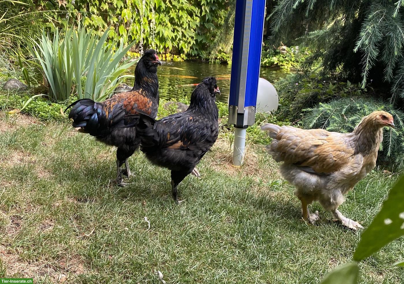 Bild 3: 2 Hähne und 1 Henne, Brahma x Paduaner