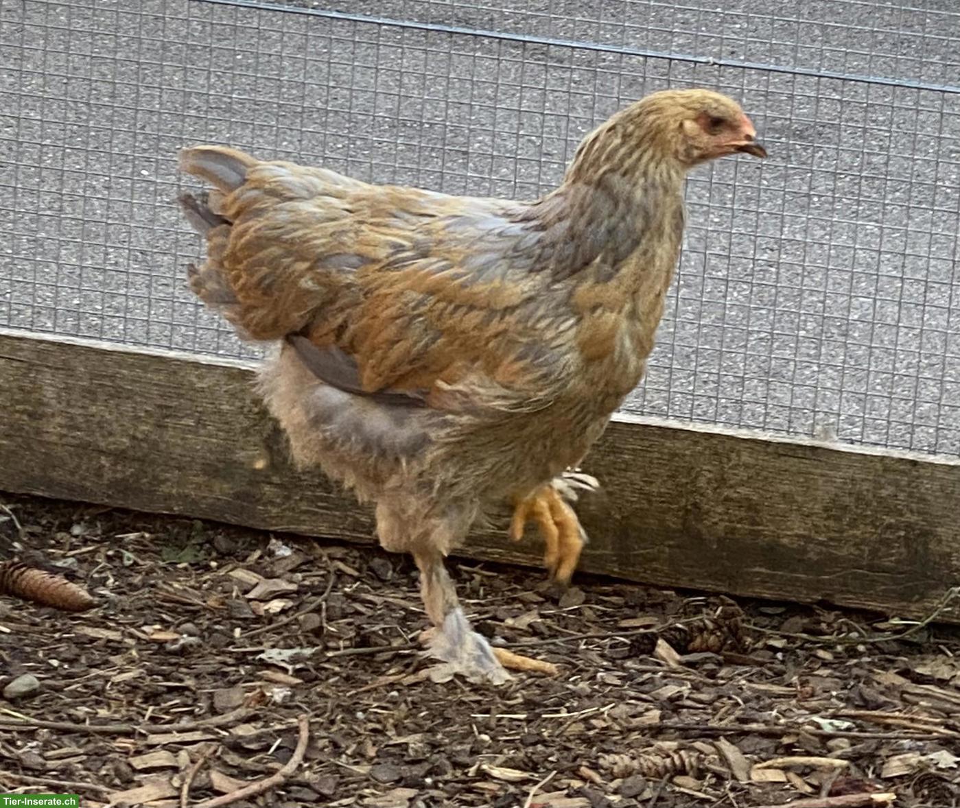 Bild 4: 2 Hähne und 1 Henne, Brahma x Paduaner