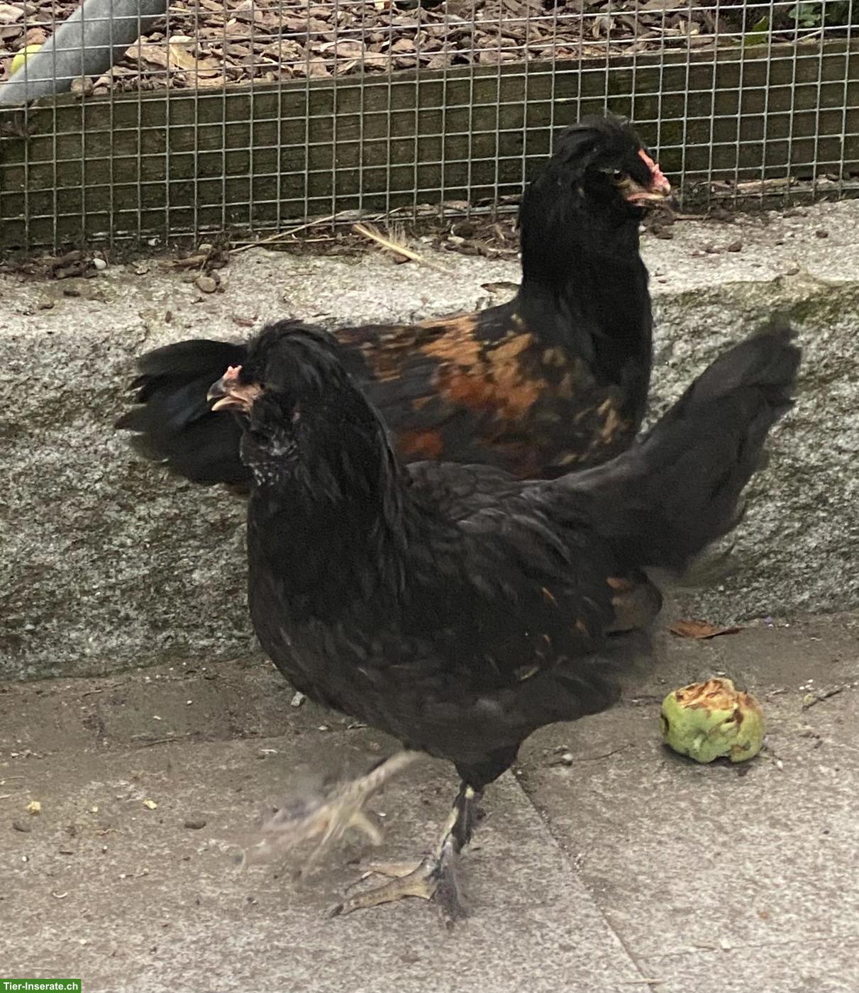 Bild 5: 2 Hähne und 1 Henne, Brahma x Paduaner