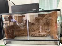 Terrarium mit Rückwand zu verkaufen