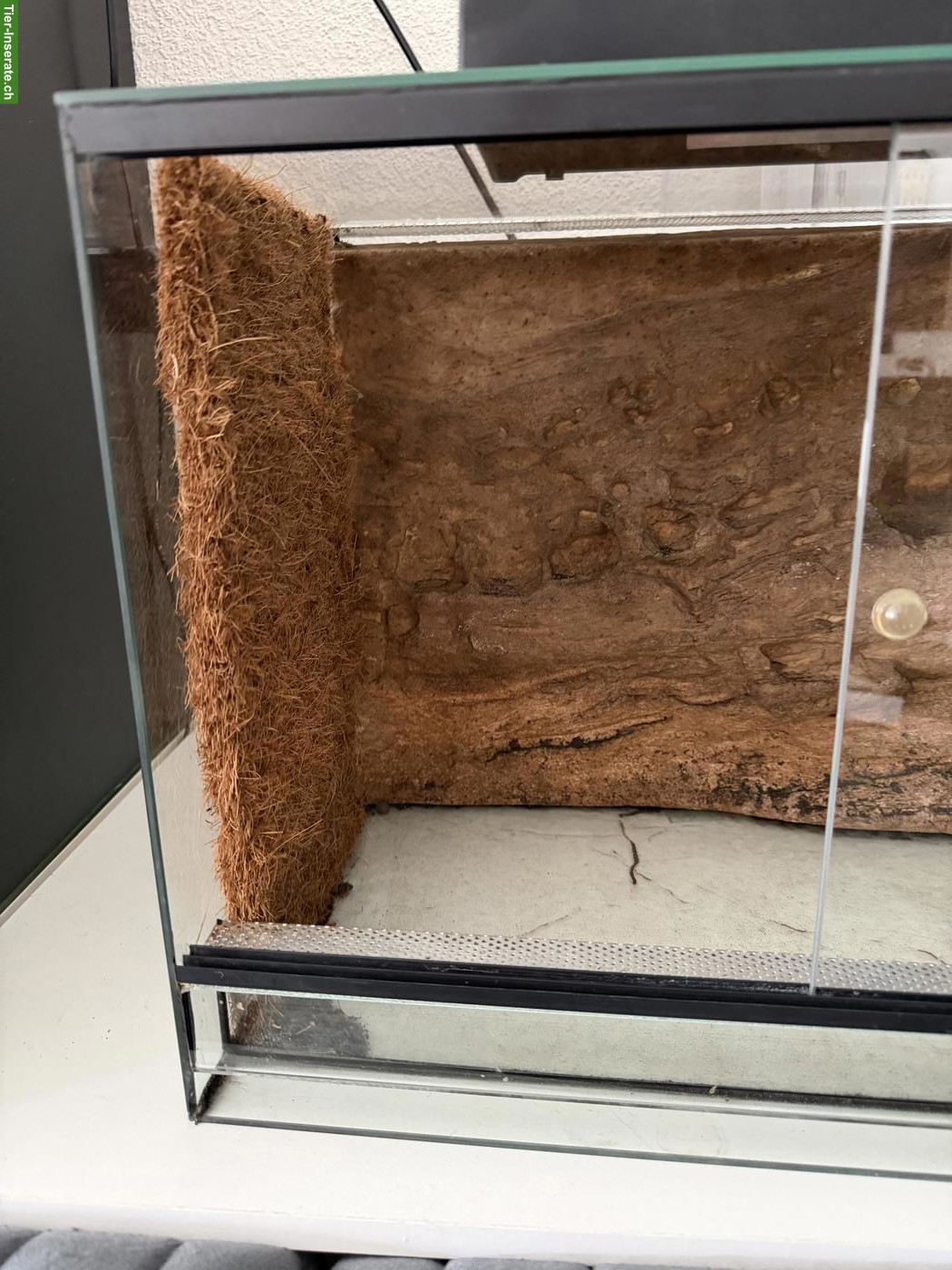 Bild 3: Terrarium mit Rückwand zu verkaufen