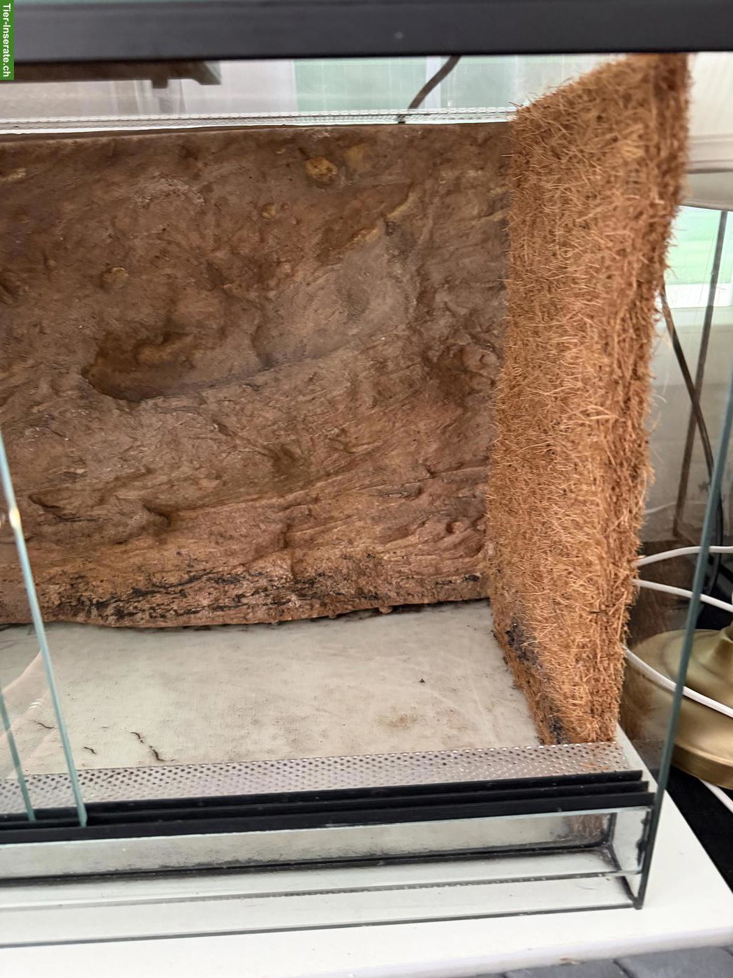 Bild 4: Terrarium mit Rückwand zu verkaufen