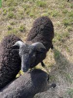 Ouessant Schafböckli zu verkaufen