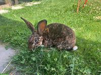Schöner Rexkaninchen Bock zu verkaufen
