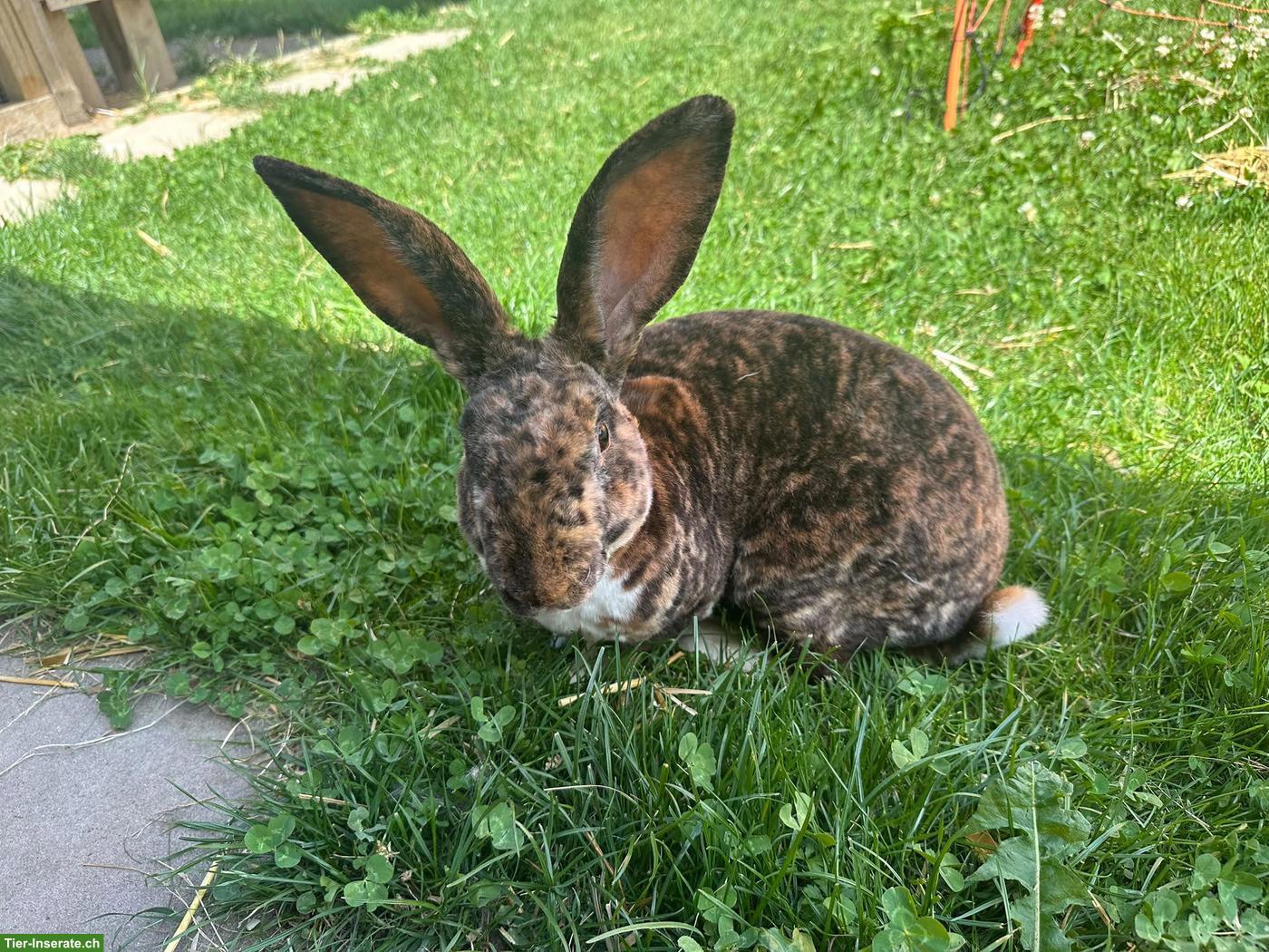 Bild 2: Schöner Rexkaninchen Bock zu verkaufen