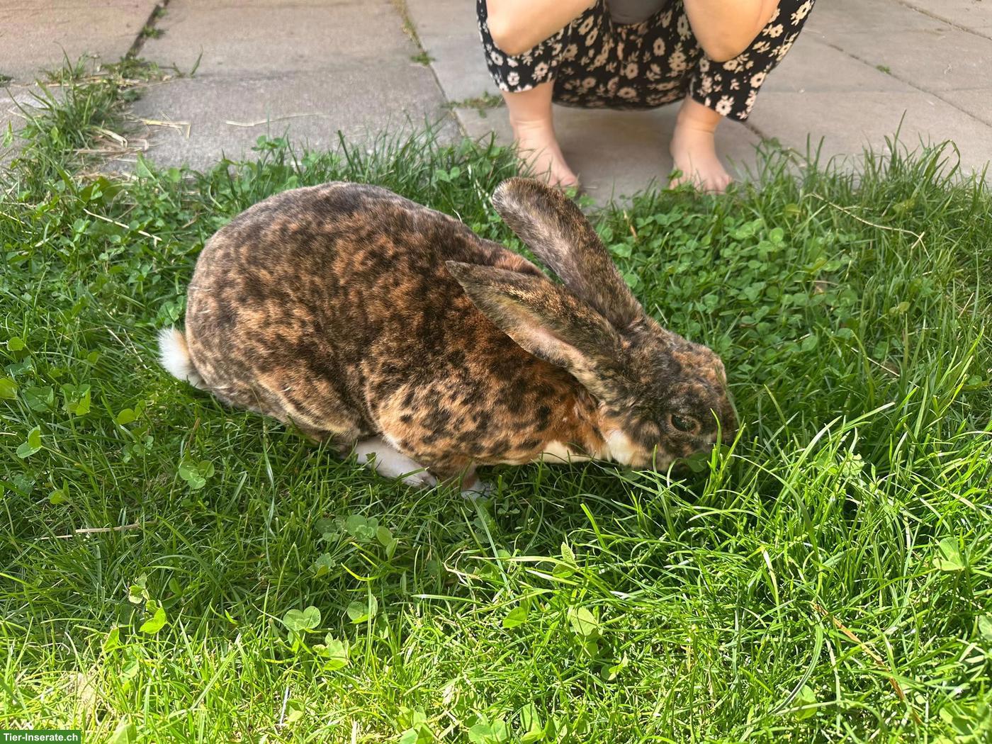 Bild 3: Schöner Rexkaninchen Bock zu verkaufen