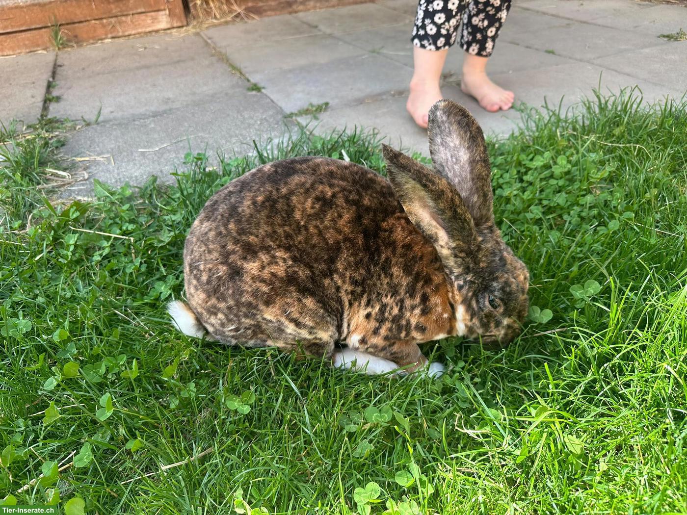 Bild 4: Schöner Rexkaninchen Bock zu verkaufen