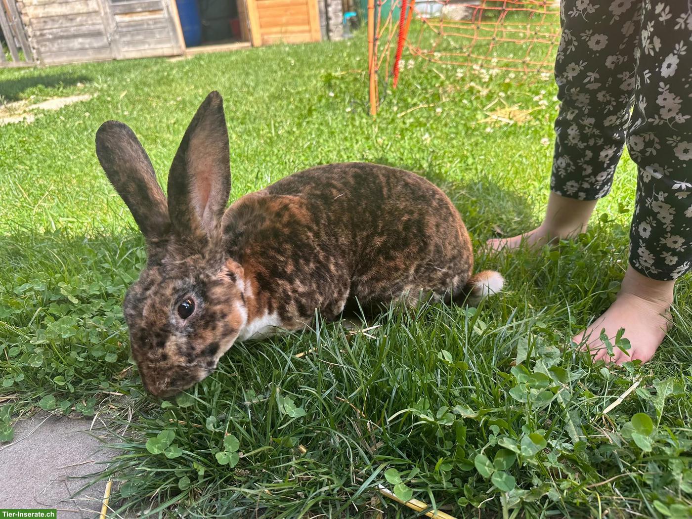 Bild 5: Schöner Rexkaninchen Bock zu verkaufen