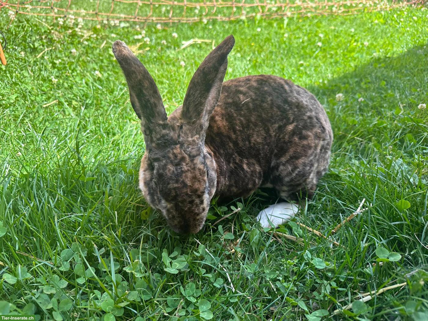 Bild 6: Schöner Rexkaninchen Bock zu verkaufen
