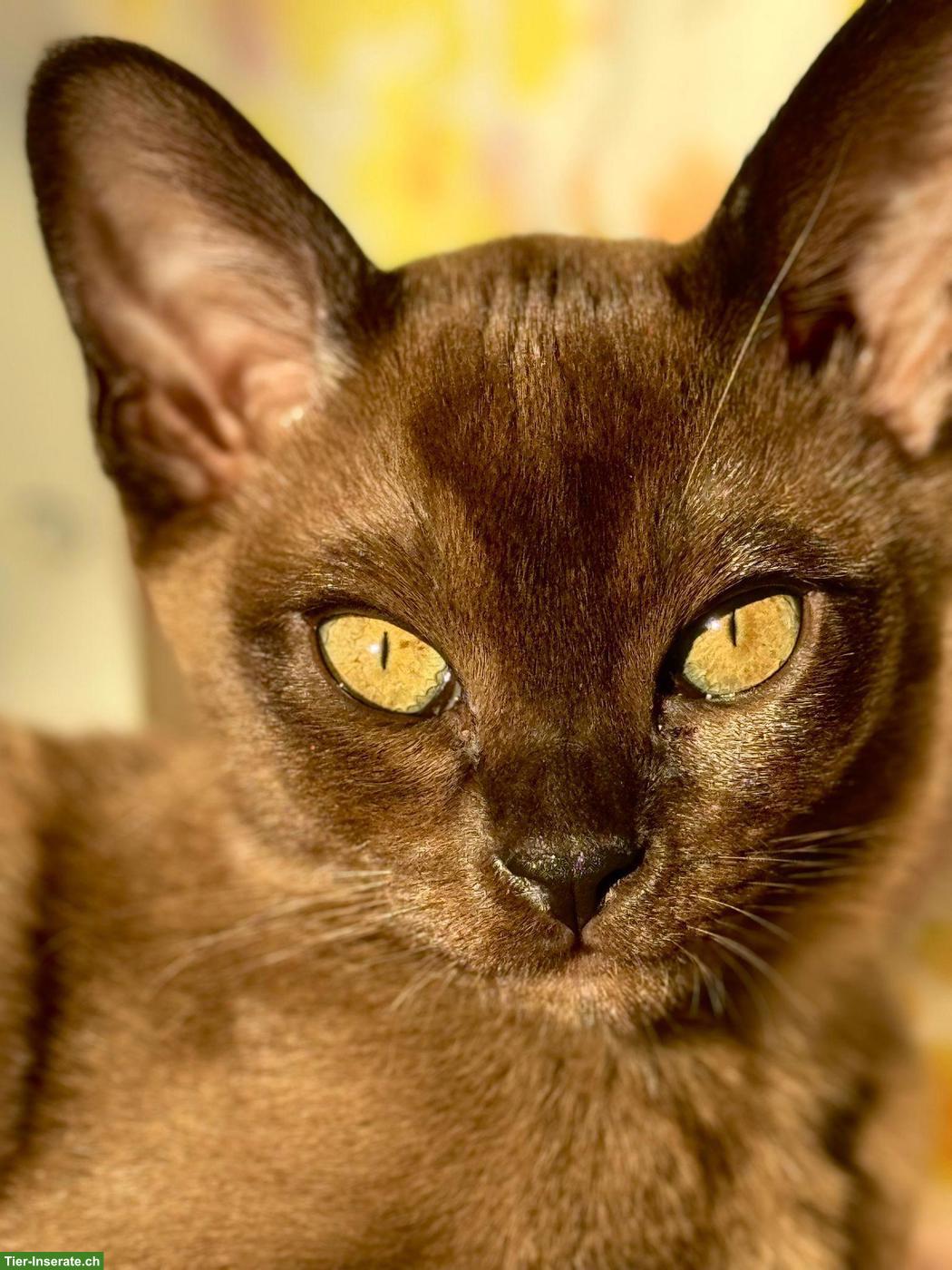 Burma Katze, weiblich, 3-jährig, sehr verschmust