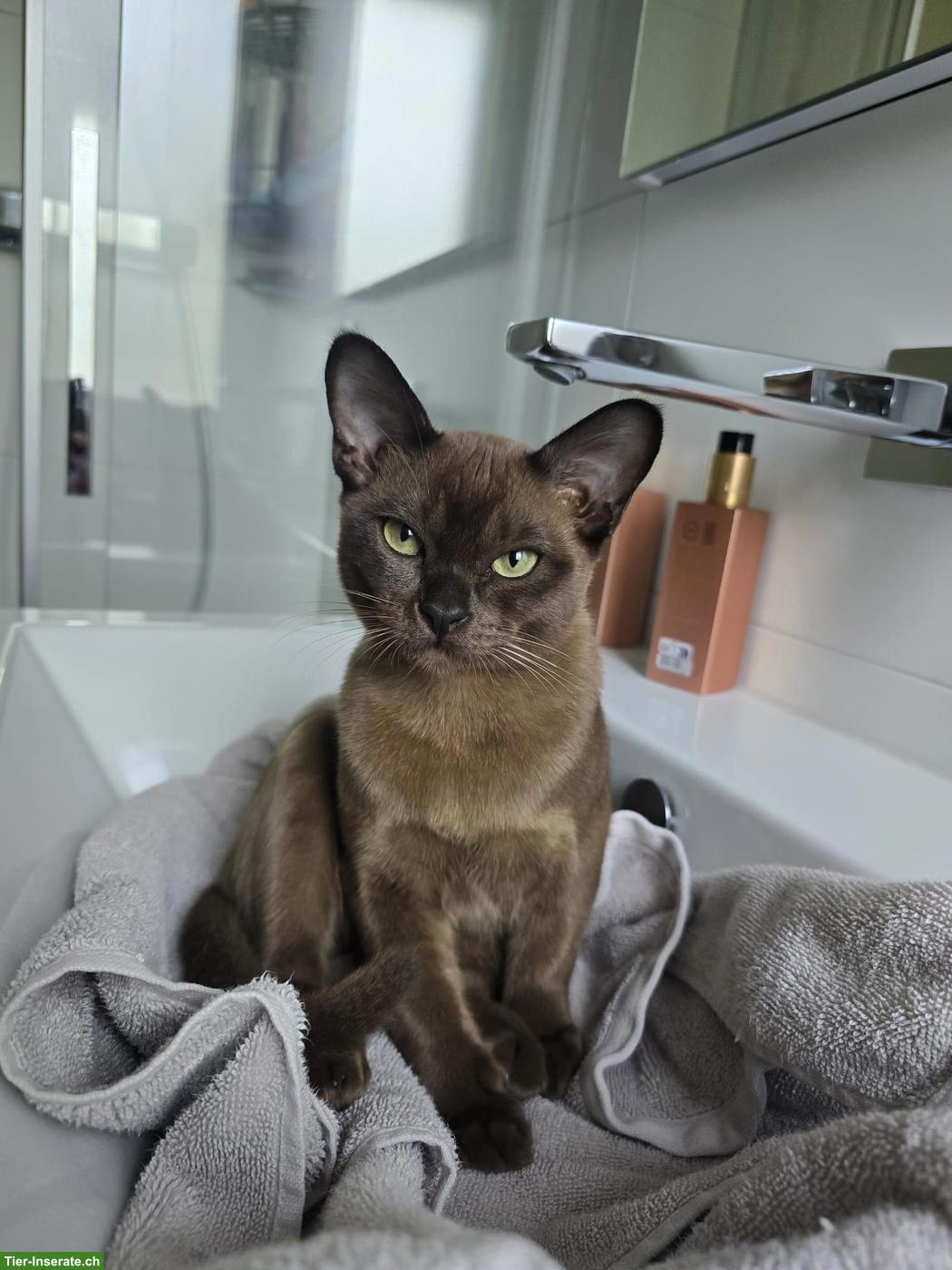 Bild 2: Burma Katze, weiblich, 3-jährig, sehr verschmust