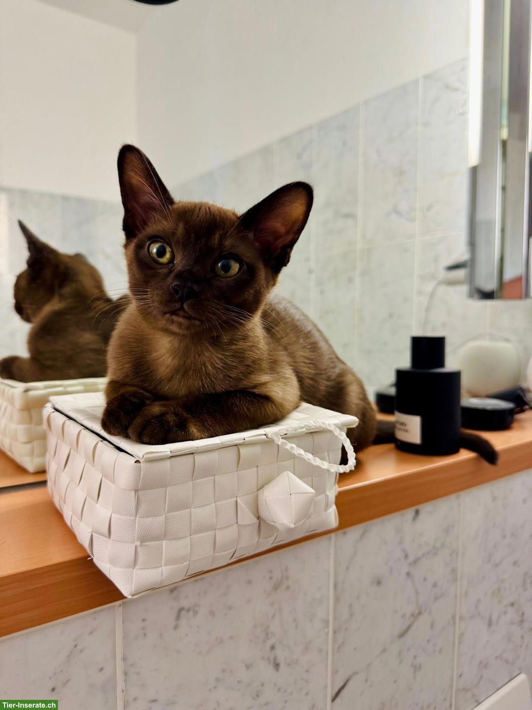 Bild 3: Burma Katze, weiblich, 3-jährig, sehr verschmust