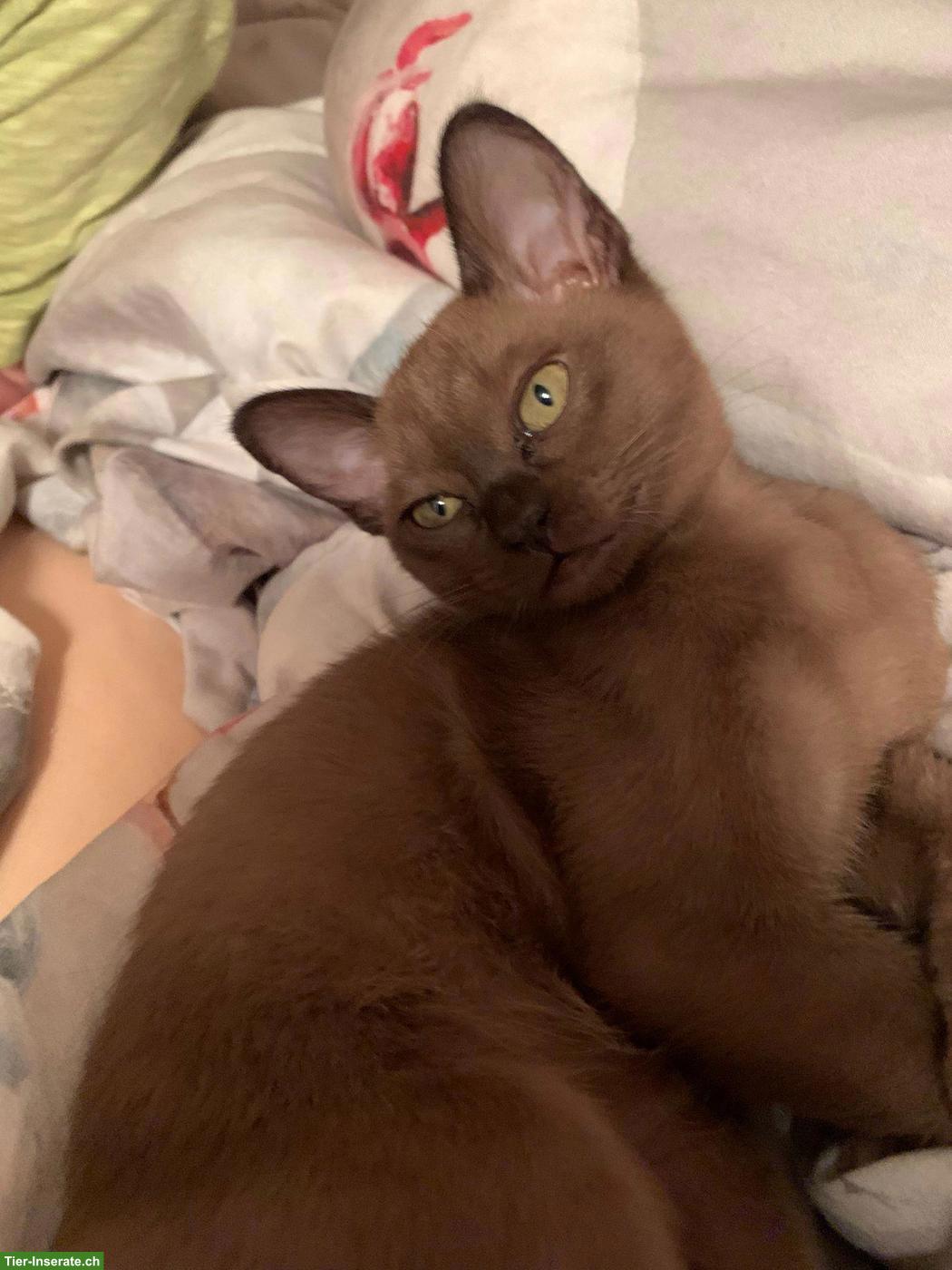 Bild 4: Burma Katze, weiblich, 3-jährig, sehr verschmust