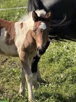 Fohlenweide für Ponystutfohlen gesucht