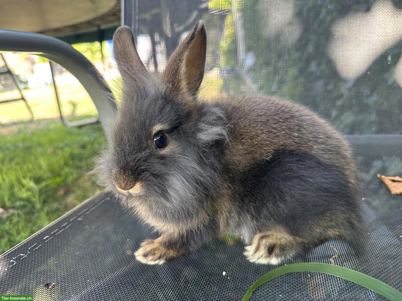 Löwenkopf Zwergkaninchen Weibchen