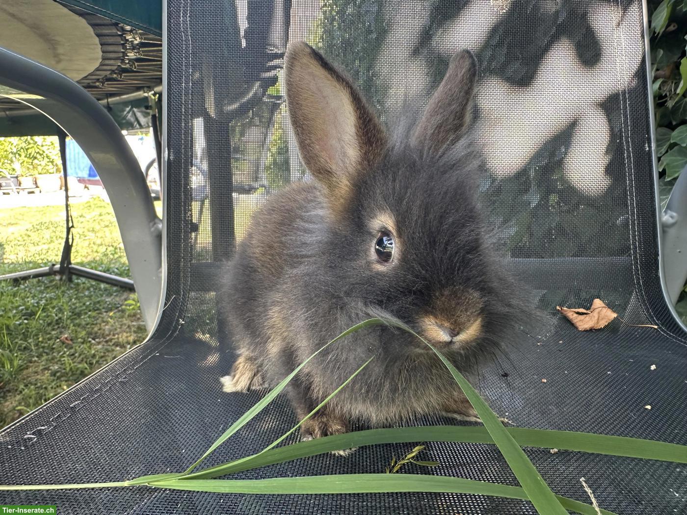 Bild 2: Löwenkopf Zwergkaninchen Weibchen