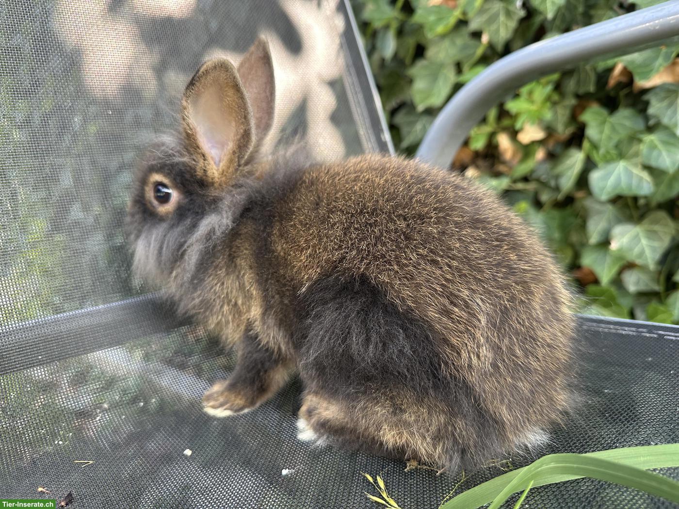 Bild 3: Löwenkopf Zwergkaninchen Weibchen
