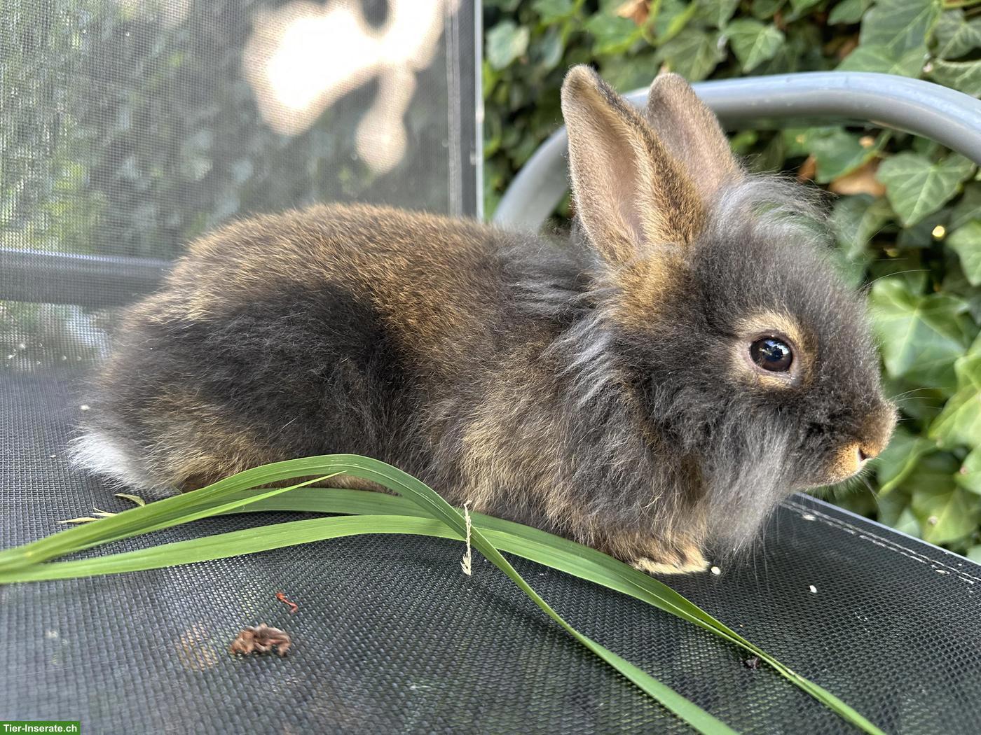 Bild 4: Löwenkopf Zwergkaninchen Weibchen