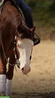 Spirit - Vielversprechender Quarter Horse Wallach mit Top-Abstammung