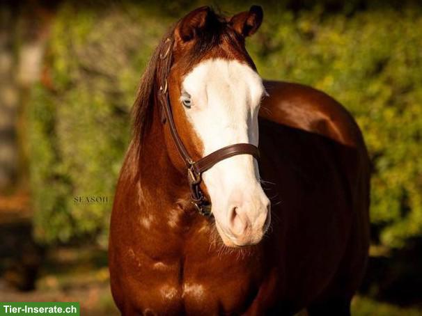 Bild 2: Spirit - Vielversprechender Quarter Horse Wallach mit Top-Abstammung