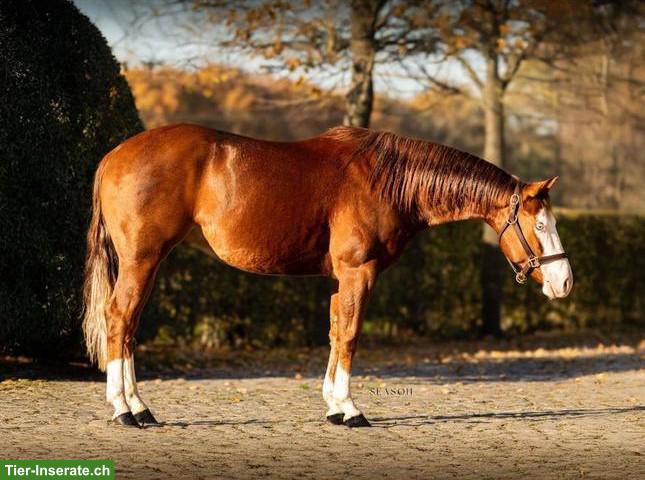 Bild 3: Spirit - Vielversprechender Quarter Horse Wallach mit Top-Abstammung