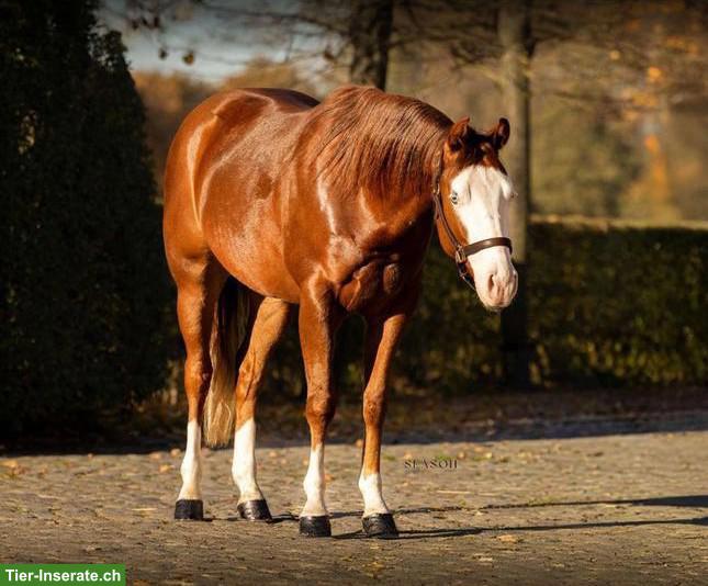Bild 4: Spirit - Vielversprechender Quarter Horse Wallach mit Top-Abstammung