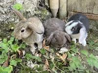 Zwergkaninchen x Zwergwidder (kastriert)