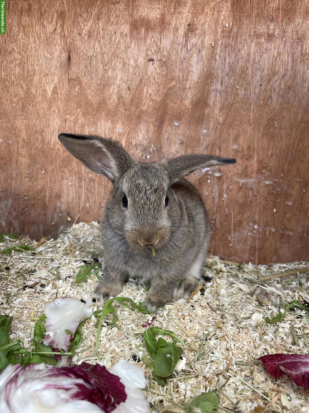 Bild 2: Zwergkaninchen x Zwergwidder (kastriert)