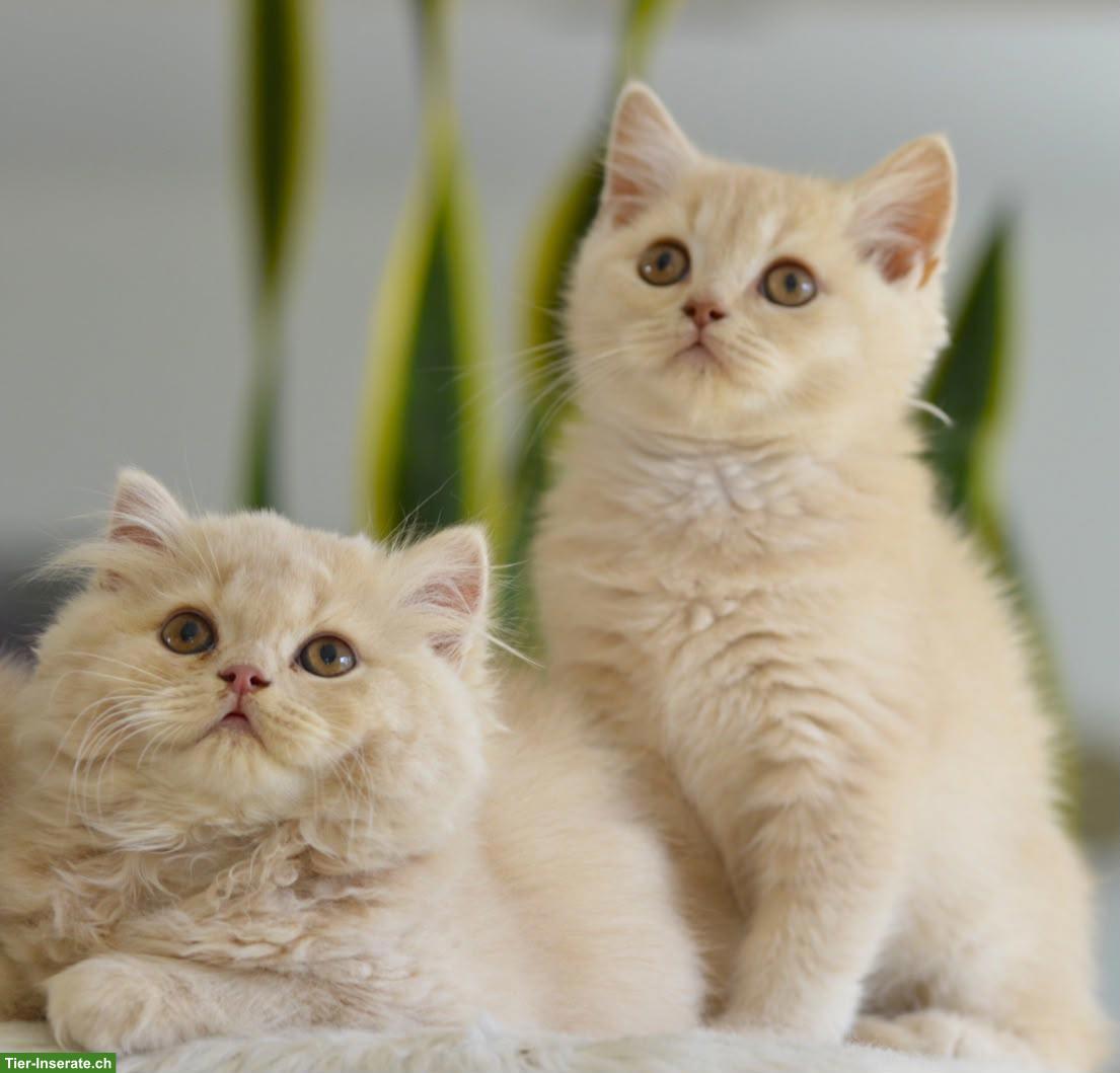 BKH & BLH Kitten in Creme mit Stammbaum